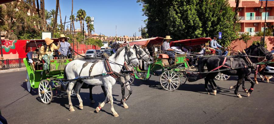 file___media_Photo_6917_IMG_1791786869_4016_image_1791786769898.jpg